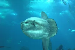 Ocean Sunfish (Mola Mola) in natural habitat