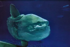 Ocean Sunfish (Mola Mola) in natural habitat