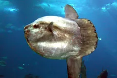 Ocean Sunfish (Mola Mola) in natural habitat