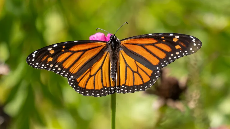 Female monarch butterfly with orange wings spread on a flower