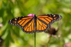 Monarch Butterfly