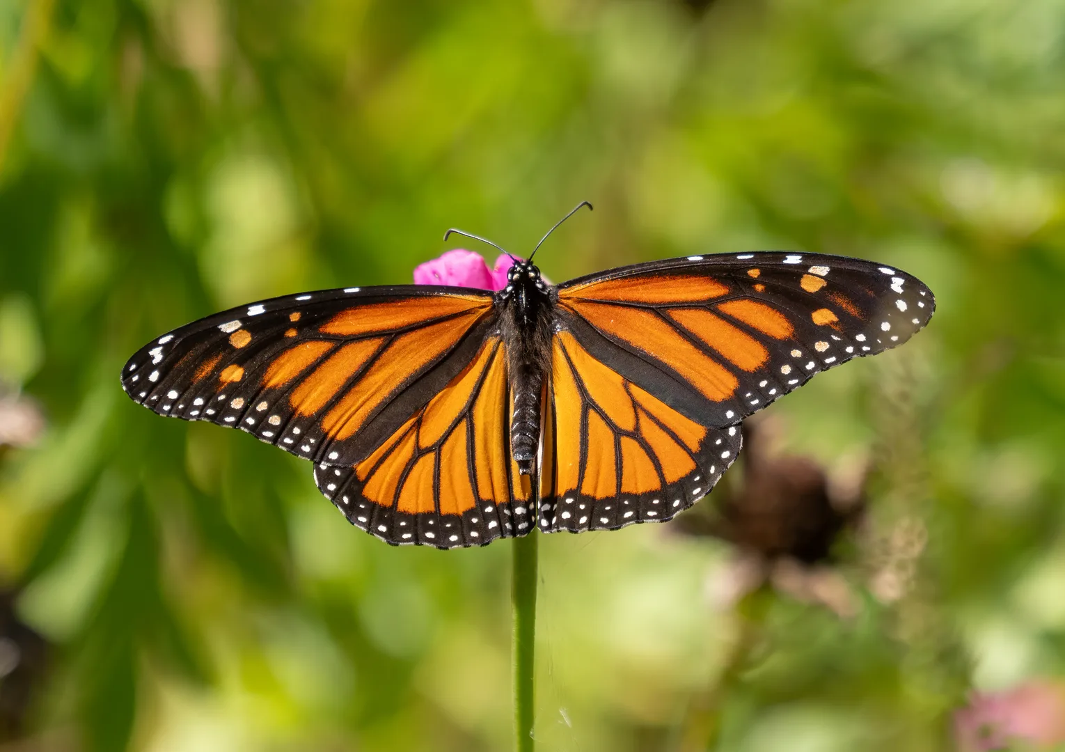 Female monarch butterfly with orange wings spread on a flower