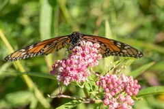 Monarch butterfly feeding on pink milkweed flowers