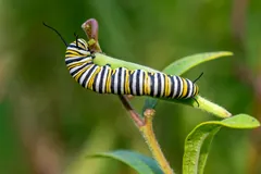 Monarch caterpillar striped black, yellow and white on a milkweed stem