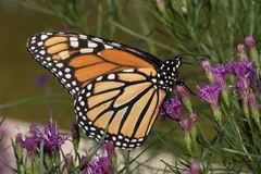 Monarch butterfly with folded wings on purple flowers