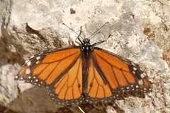 Monarch butterfly basking with wings open on a pale rock