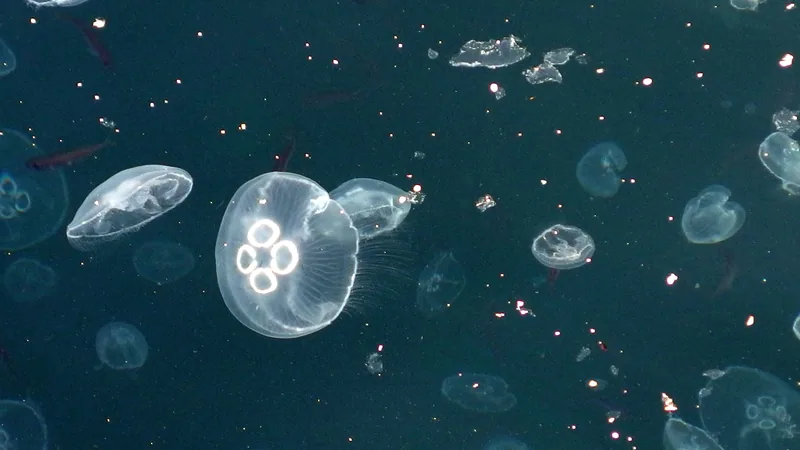 Moon jellyfish drifting in open green water, its four pale rings showing through the bell