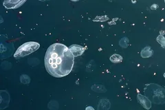 Moon jellyfish drifting in open green water, its four pale rings showing through the bell