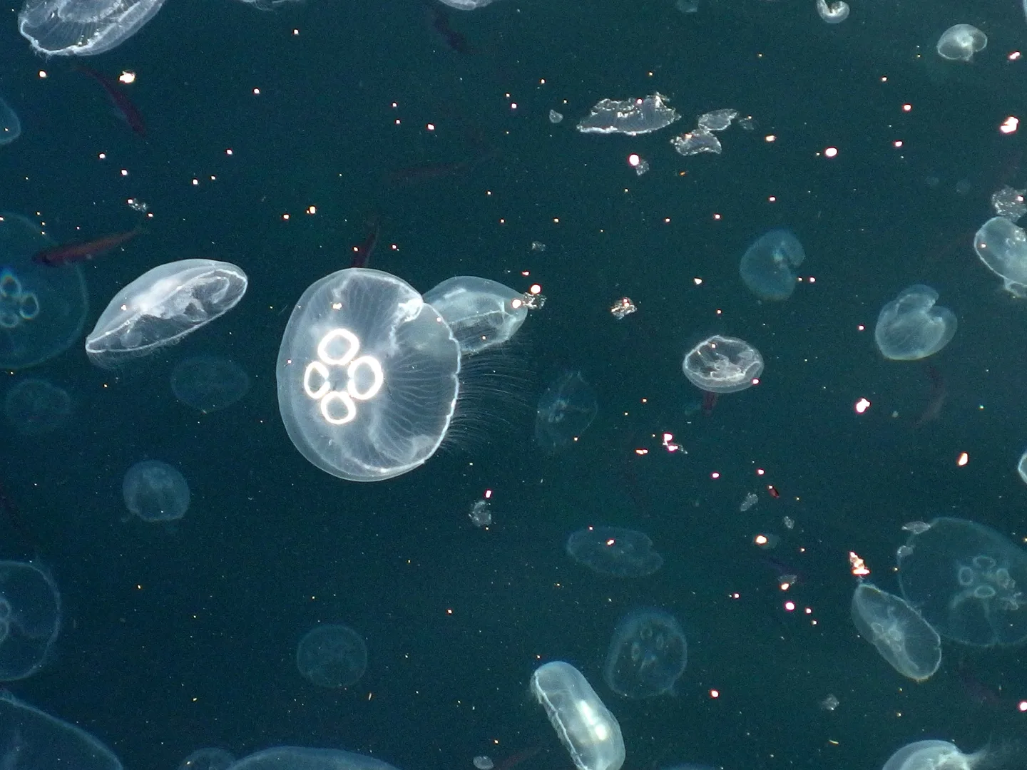 Moon jellyfish drifting in open green water, its four pale rings showing through the bell