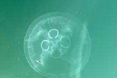 Moon jellyfish pulsing through green sea water with its frilly arms trailing