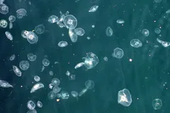 Dozens of moon jellyfish scattered through dark green sea water