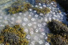 A dense swarm of moon jellyfish packed between weedy rocks in shallow water