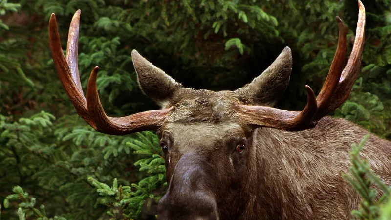 Moose in natural habitat