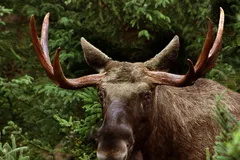Moose in natural habitat
