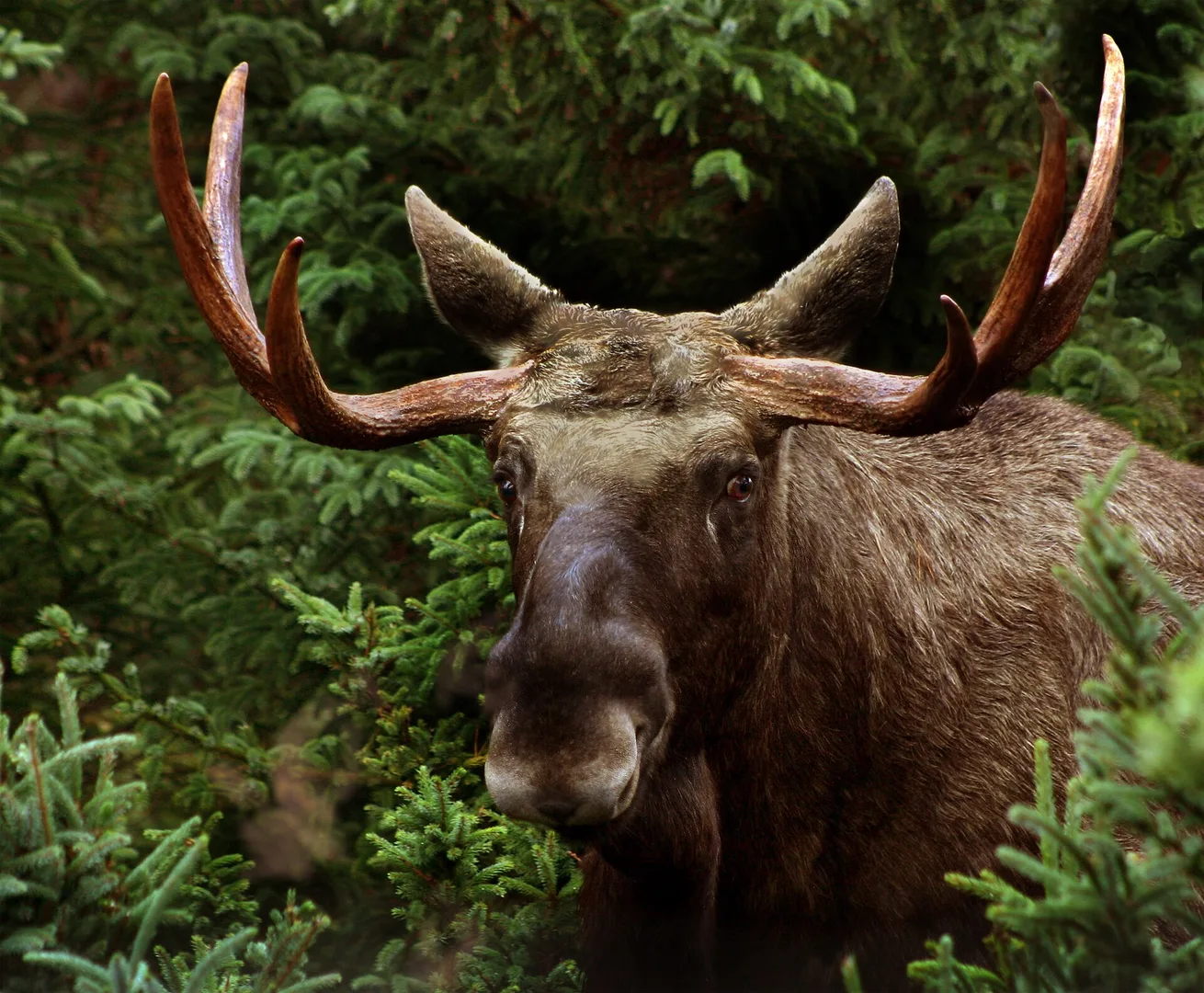Moose in natural habitat
