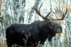 Moose in natural habitat