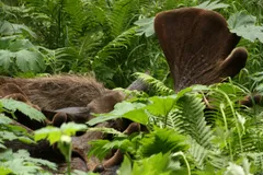 Moose in natural habitat