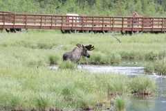 Moose in natural habitat