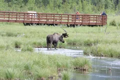 Moose in natural habitat