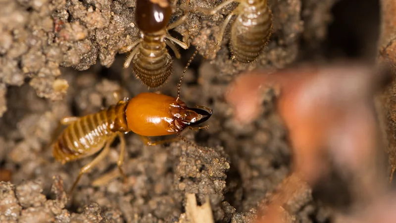 Orange-headed minor soldier termite beside pale major workers at a foraging site in the soil