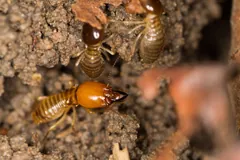 Orange-headed minor soldier termite beside pale major workers at a foraging site in the soil