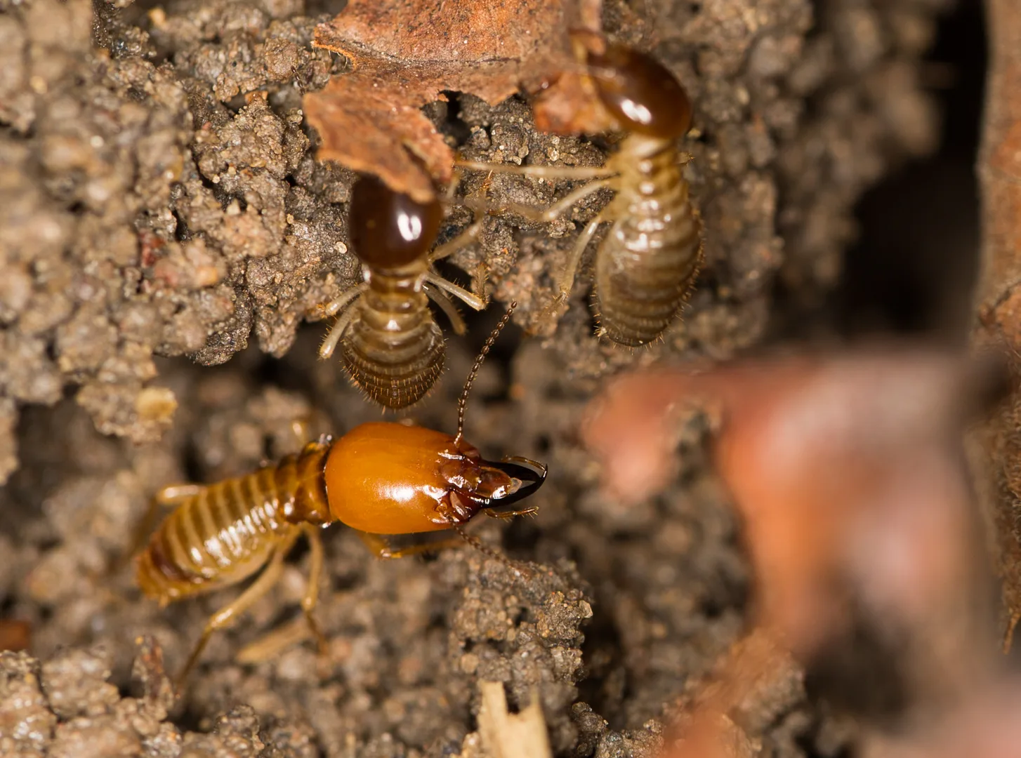 Orange-headed minor soldier termite beside pale major workers at a foraging site in the soil