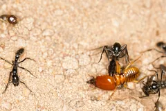A Macrotermes bellicosus soldier with its orange head locked in a fight with a black Matabele ant on sand