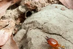 A reddish-orange soldier termite with a large head walking across a grey crust of mound soil