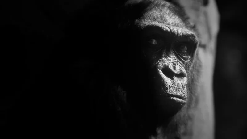 Mountain Gorilla in natural habitat