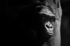 Mountain Gorilla in natural habitat