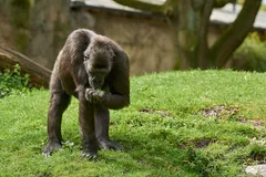 Mountain Gorilla in natural habitat
