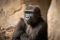Mountain Gorilla in natural habitat