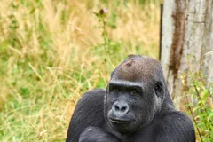 Mountain Gorilla in natural habitat