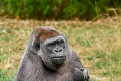 Mountain Gorilla in natural habitat