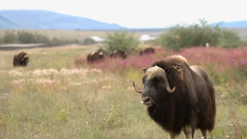 Muskox bull standing in tundra grass with shaggy brown coat and curved horns