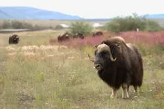 Muskox