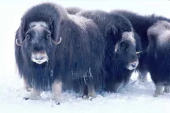 Two muskox bulls standing side by side in snow with frost on their faces