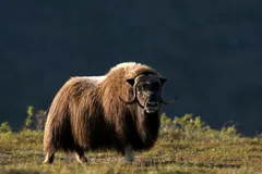 Muskox lit by low golden light on open tundra