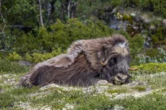 Muskox bull lying among dwarf birch on a Norwegian mountainside