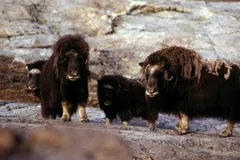 Small group of muskoxen on rocky ground in northeast Greenland