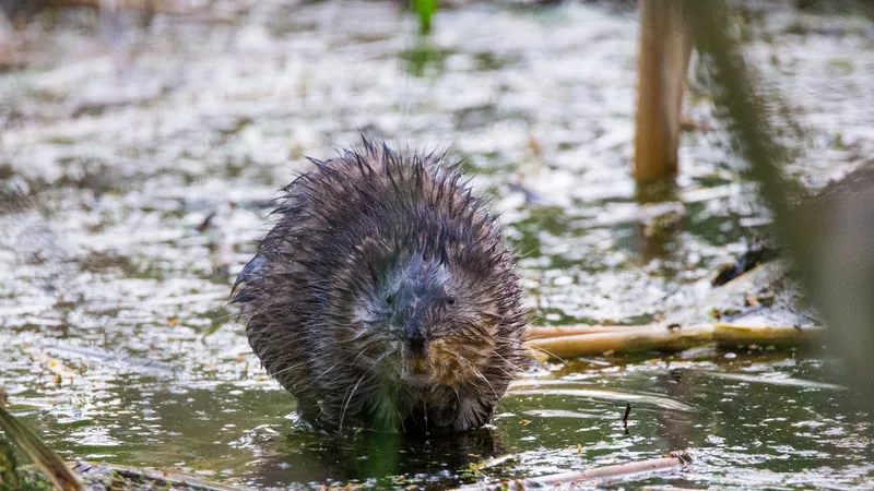 Wet muskrat standing in shallow marsh water among floating reeds