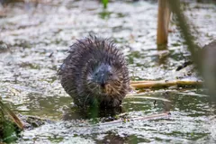 Wet muskrat standing in shallow marsh water among floating reeds