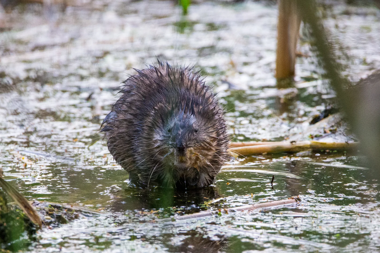 Wet muskrat standing in shallow marsh water among floating reeds