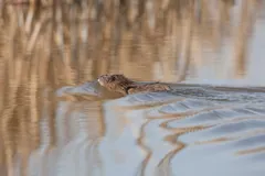 Muskrat swimming with only its head and back above calm water