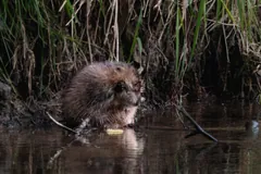 Muskrat sitting at the edge of a reedy pond, fur dark with water