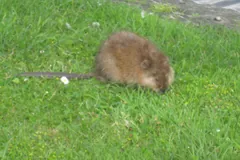 Brown muskrat grazing on a short-cut lawn, long scaly tail behind it