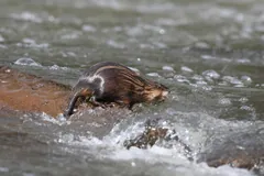 Muskrat scrambling over a rock through fast-flowing white water