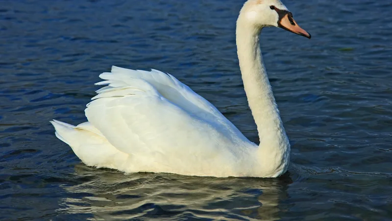 Mute swan swimming on blue water with its neck curved and orange bill