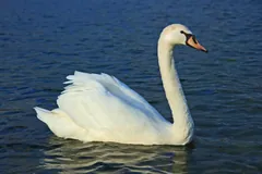 Mute swan swimming on blue water with its neck curved and orange bill
