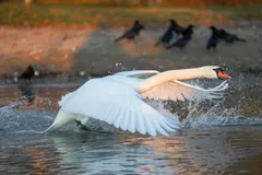 Mute swan taking off across a lake with wings spread and spray flying